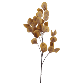 Branche d'eucalyptus...