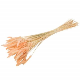 Bouquet de Plumeaux Lagurus...