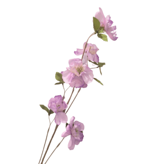 Branche fleurs...