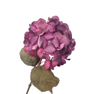 Grande tige d'hortensia...