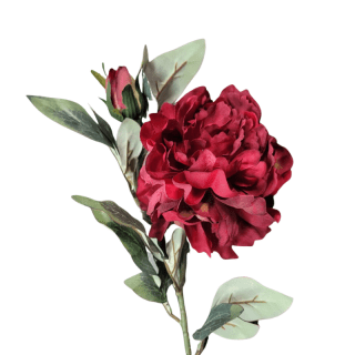 Grande tige pivoine...