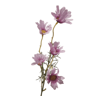 Bouquet de marguerites...