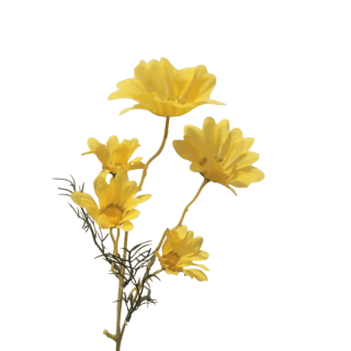 Tige de marguerites...