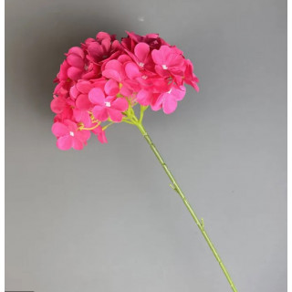 Tige d'hortensia...