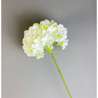 Tige d'hortensia...