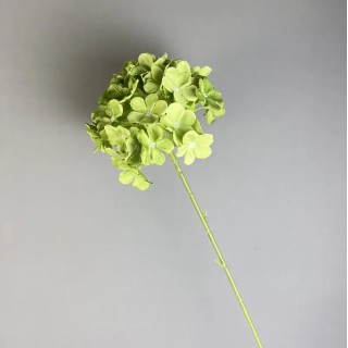 Tige d'hortensia...