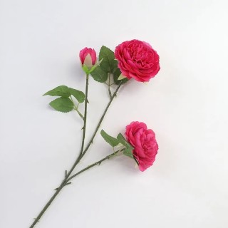 Tige renoncule rose fushia...