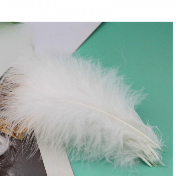 Plume Blanche X10