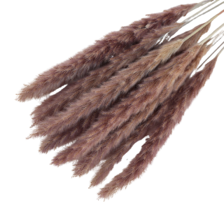 15 tiges de Roseau Naturel