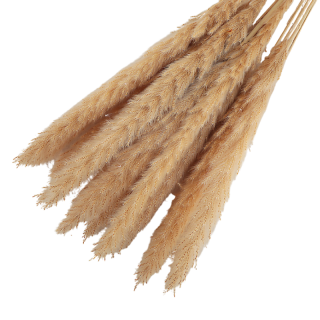 15 tiges de Roseau Mocha