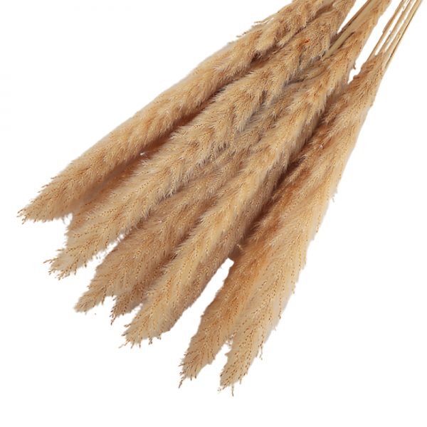 15 tiges de Roseau Mocha