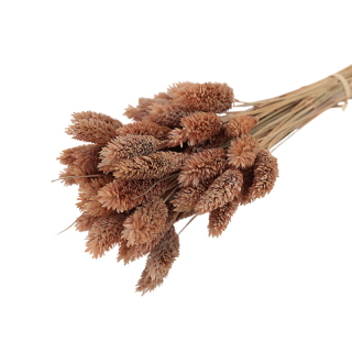 Bouquet de Phalaris Mocha environs 60 tiges - 50cm