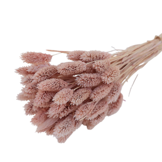 Bouquet de Phalaris Rose...