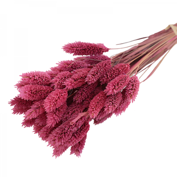 Bouquet de Phalaris Fuchsia environs 60 tiges - 50cm