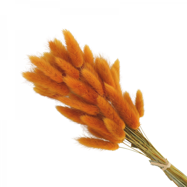 Bouquet Lagurus Orange, environs 60 tiges