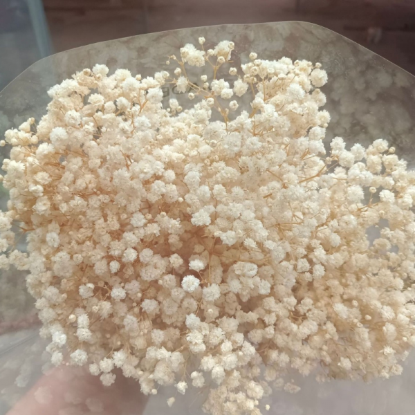 Gypsophille séché Naturel, 120g