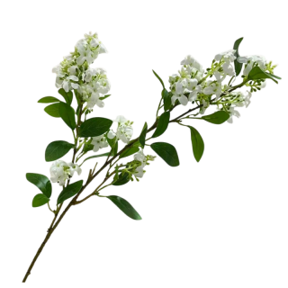 Tige de Jasmin