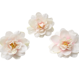 Pivoine dégradé Rose clair...